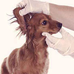 Ear Infection In Dogs - Symptoms and Causes